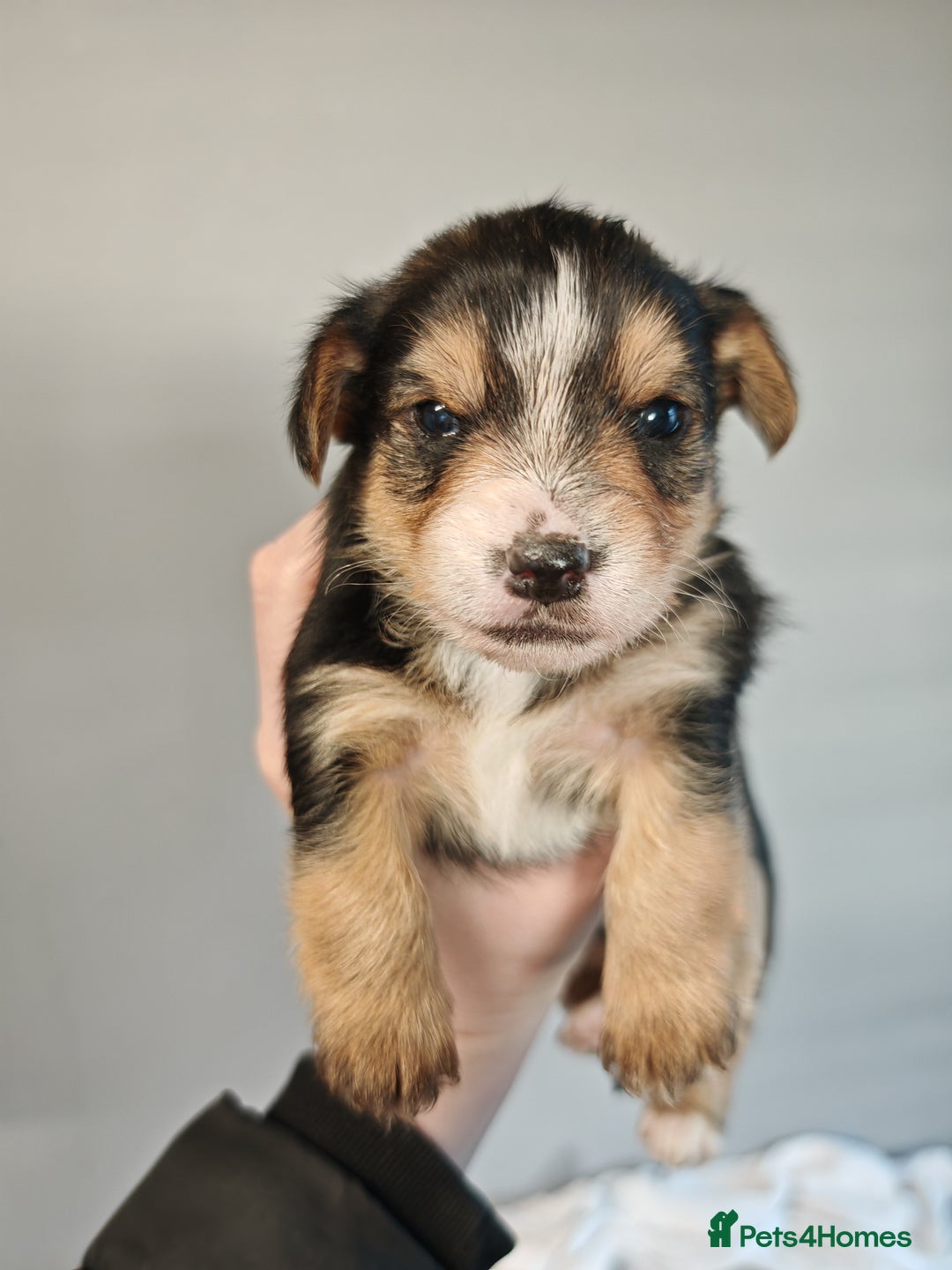 Yorkshire Terrier dogs for sale: Yorkshire Terriers pups - Advert 7