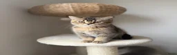 Scottish Fold cats for sale: Champion bloodlines Scottish Fold/Straight Kittens - Advert 12