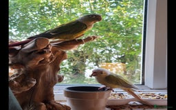 Conures birds for sale: Cinnamon and mooncheek conure - Image 1
