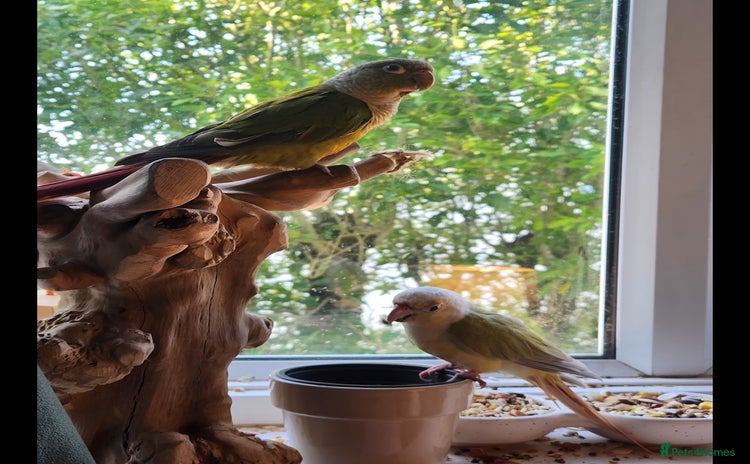 Conures birds - Advert 2