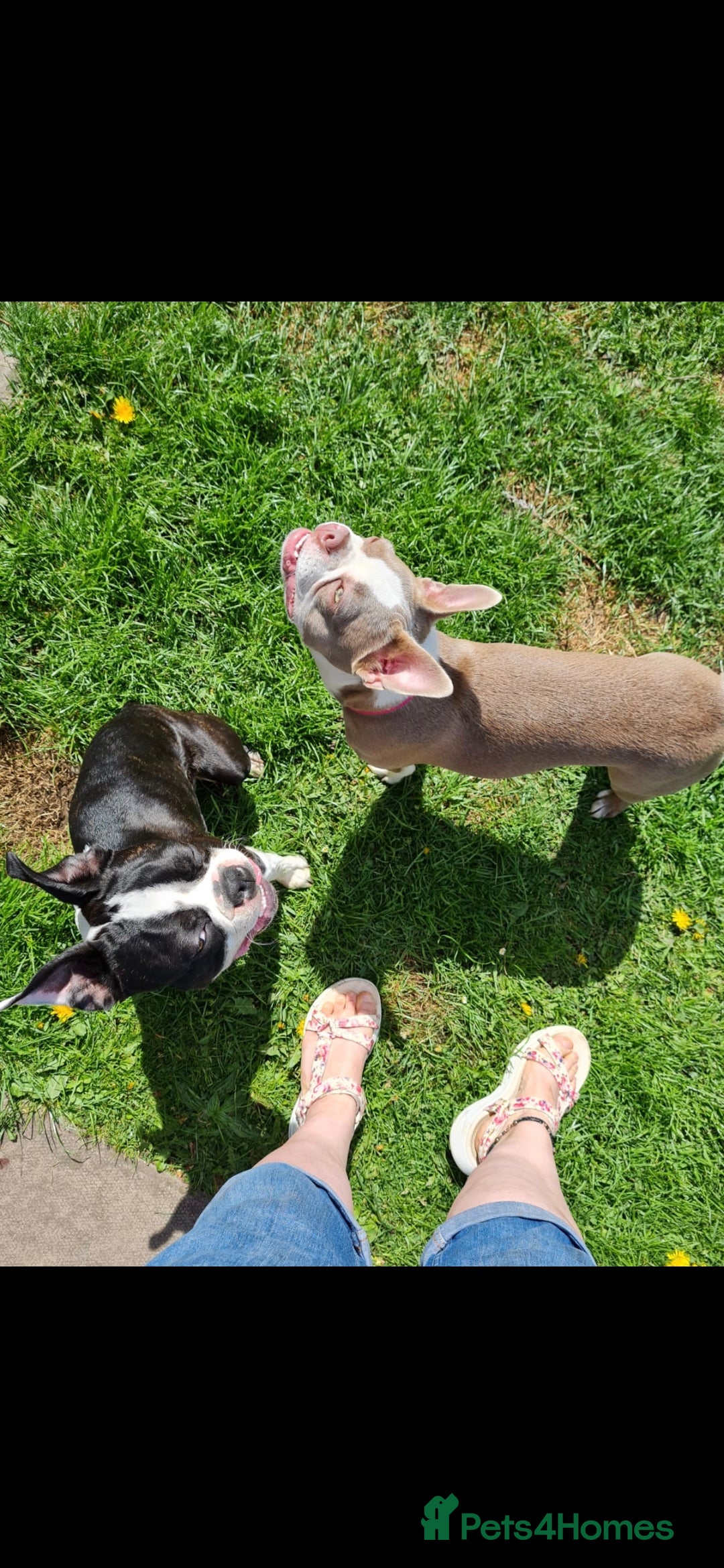 Boston Terrier dogs for sale: BOSTON TERRIER PUPPIES - Image 13