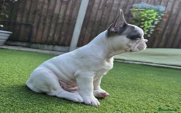 French Bulldog dogs for sale: Adorable Frenchie Puppies Seeking Forever Homes - Image 29