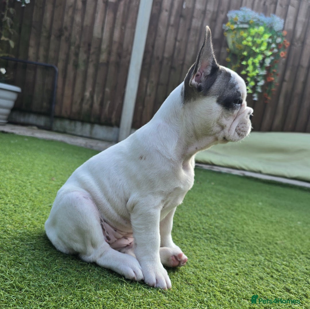 French Bulldog dogs for sale: Adorable Frenchie Puppies Seeking Forever Homes - Image 29