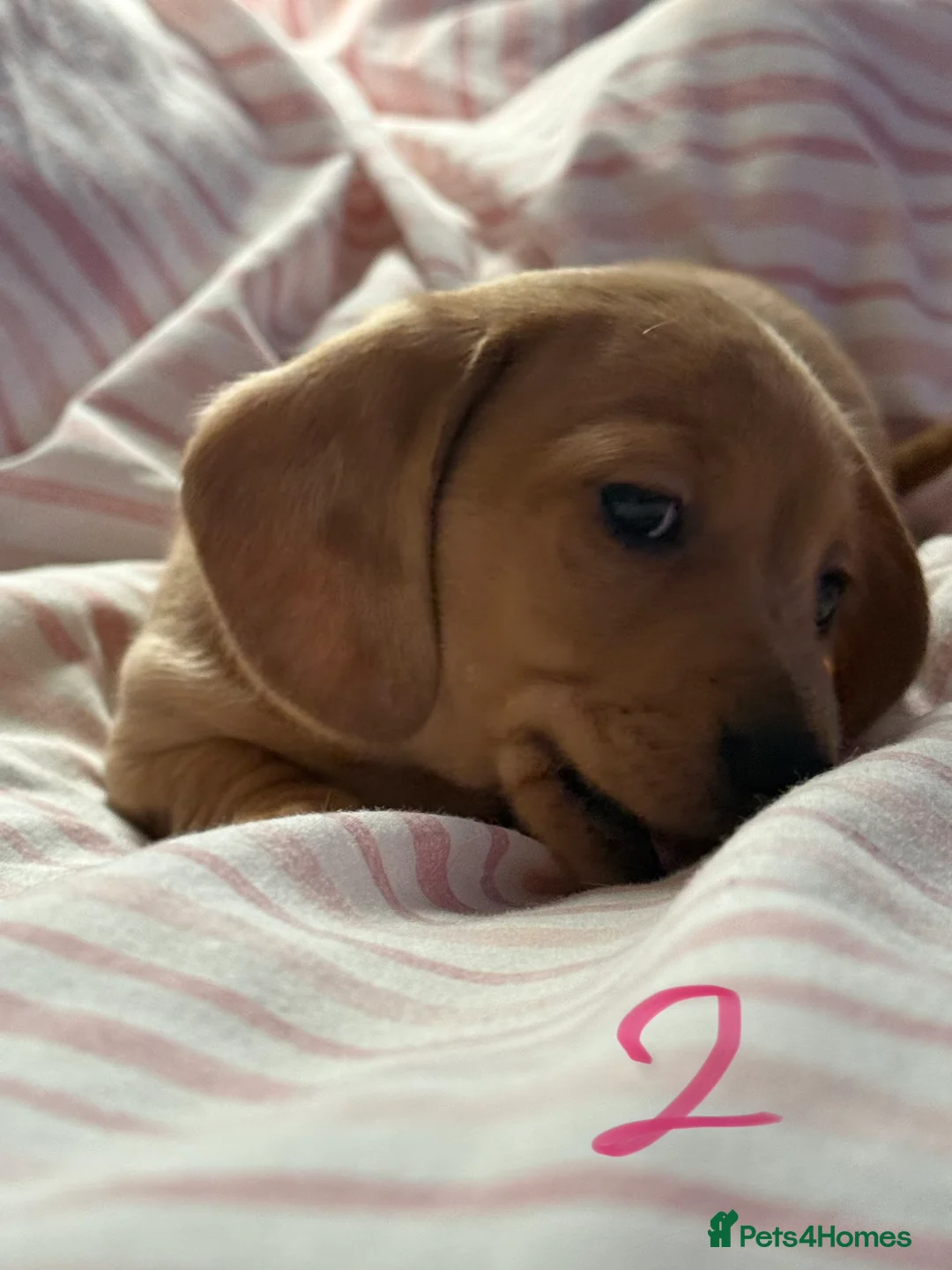Miniature Dachshund dogs for sale: Beautiful miniature dachshund - Advert 4