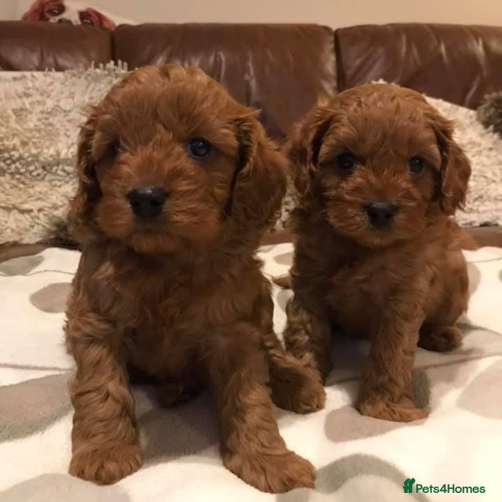 Cavapoo dogs Extensively health tested cavapoo puppies - Advert 6