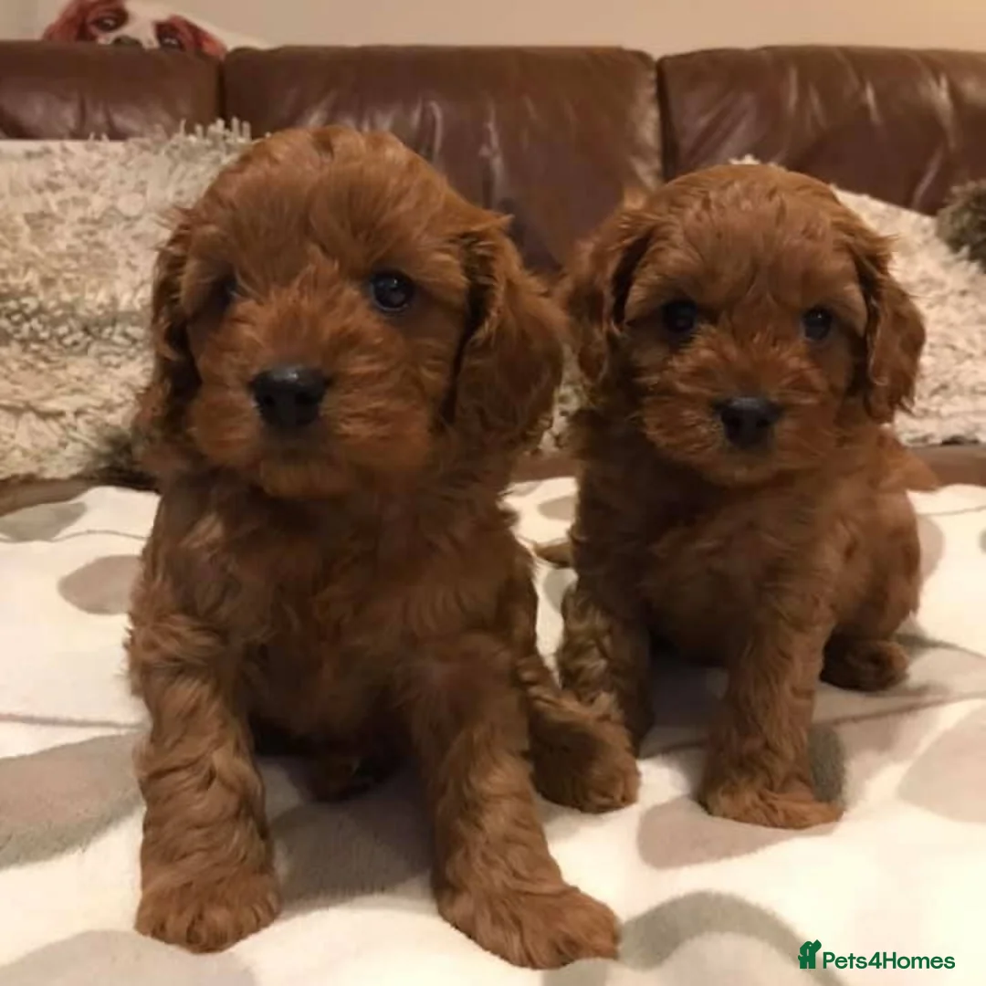 Cavapoo dogs for sale: Extensively health tested cavapoo puppies - Advert 1