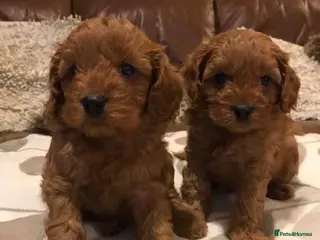 Cavapoo dogs Extensively health tested cavapoo puppies - Advert 1