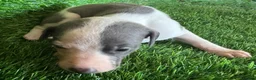 Whippet dogs for sale: ✨ EXCEPTIONAL PEDIGREE WHIPPETS  - Advert 15