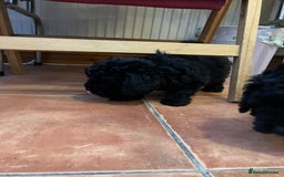 Mixed Breed dogs for sale: Hungarian puli cross miniature poodle puppies - Image 8