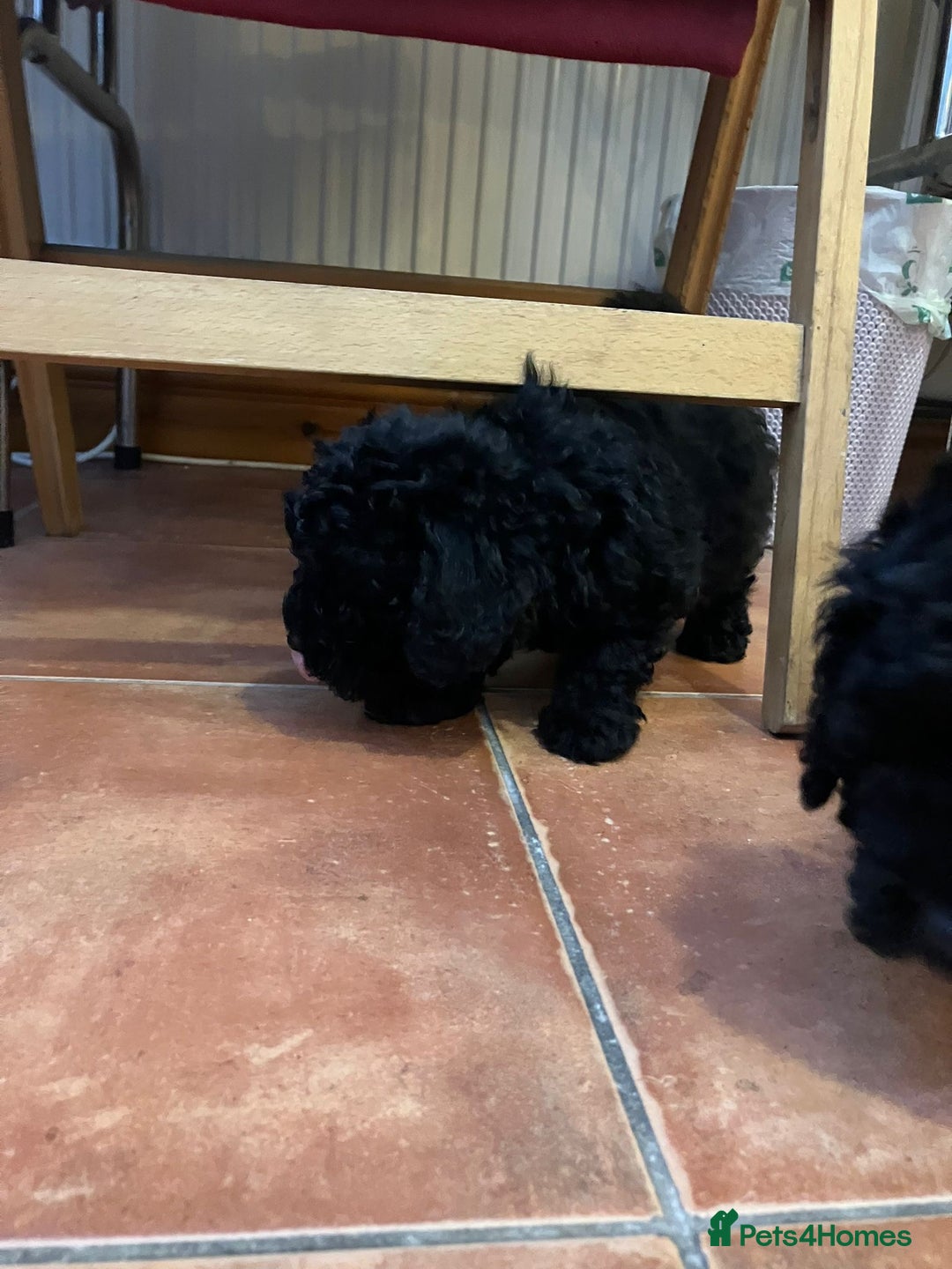 Mixed Breed dogs for sale: Hungarian puli cross miniature poodle puppies - Image 8