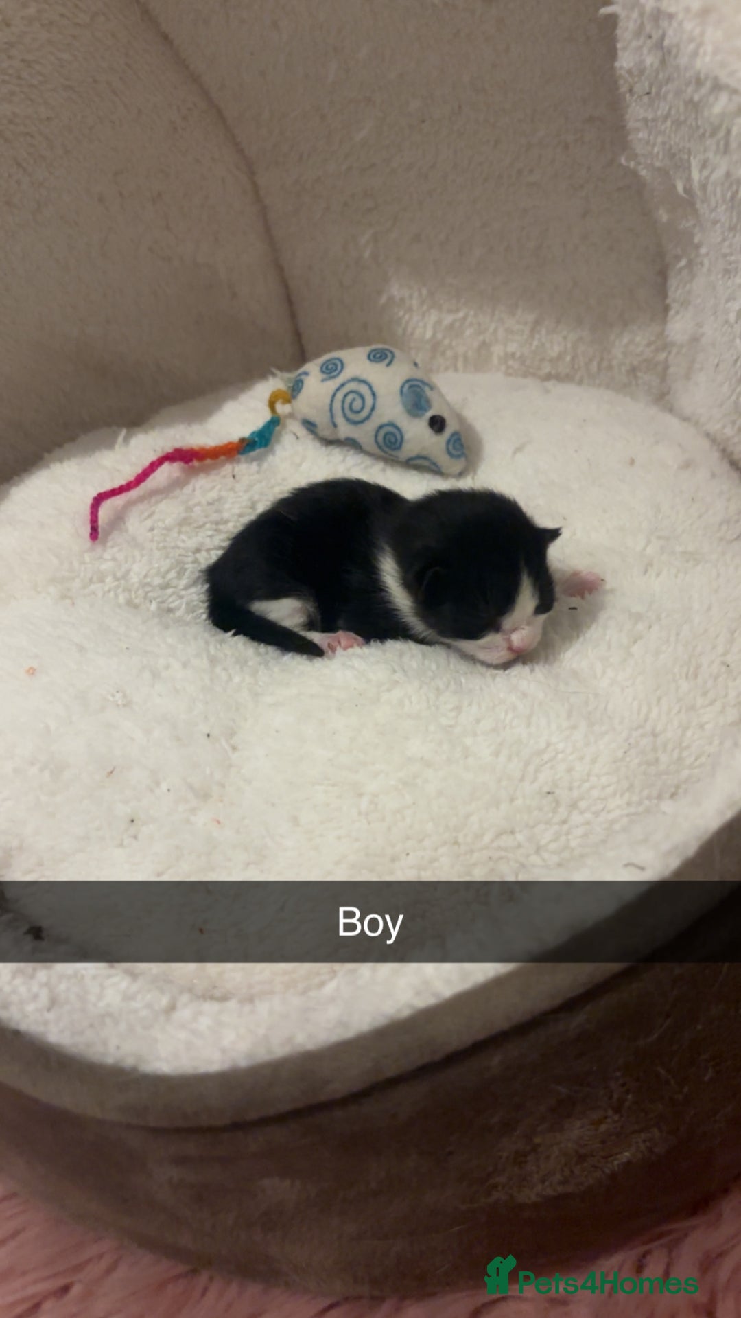 Mixed Breed cats for sale: 4 beautiful kittens for sale, available Halloween - Image 1