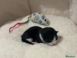 Mixed Breed cats - Advert 37