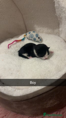 Mixed Breed cats - Advert 3