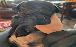 Pug dogs for sale: Last Baby pug  - Image 3