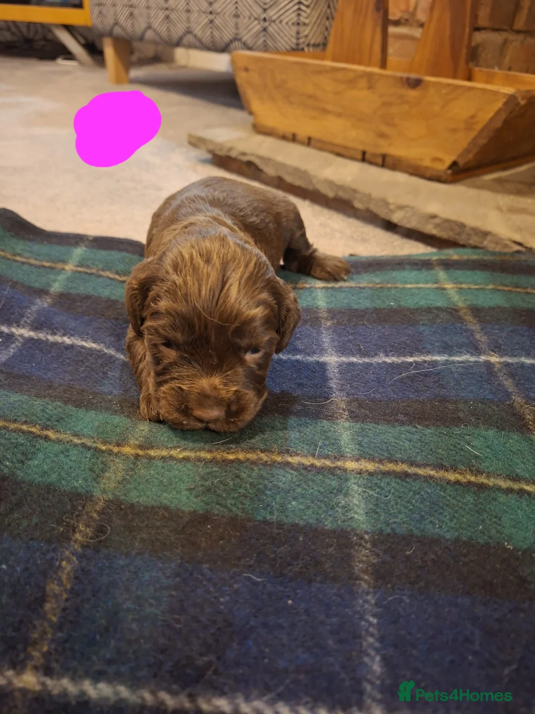 Sprocker dogs for sale: F1 Sprocker Spaniel Puppies 7 Boys & 2 Girls 🐾 - Advert 7