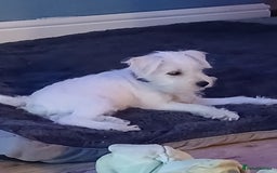 Miniature Schnauzer dogs for sale: Adorable white schnauzer puppy-last one left now  - Image 1