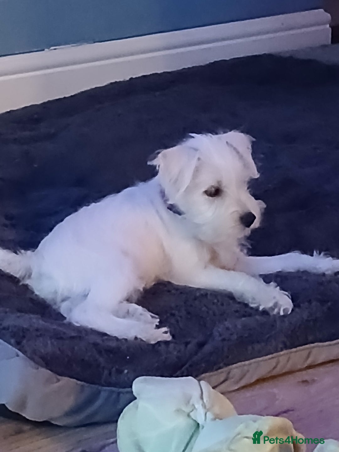 Miniature Schnauzer dogs for sale: Adorable white schnauzer puppy-last one left now  - Image 1