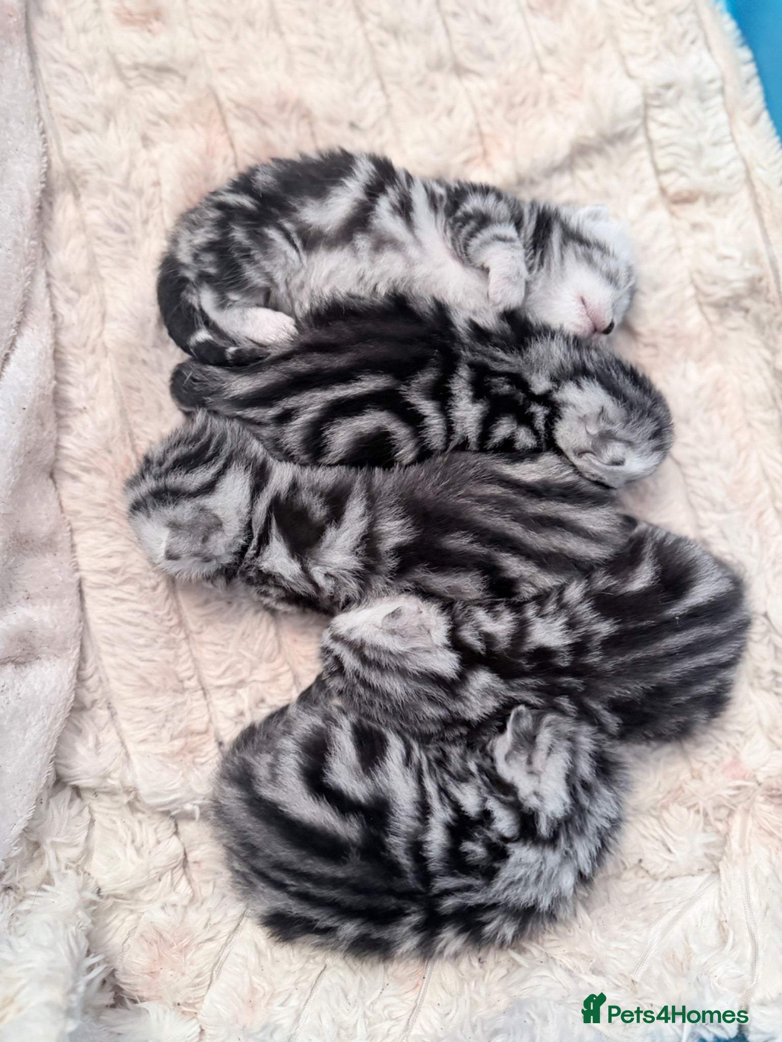 British Shorthair cats GCCF British shorthair silver tabby kittens  - Advert 1