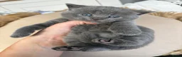 British Shorthair cats for sale: Social, playful BSH kittens  - Advert 5