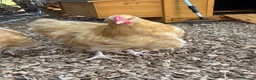 Chickens poultry for sale: Buff Orpington cockerel  in Darlington - Advert 4