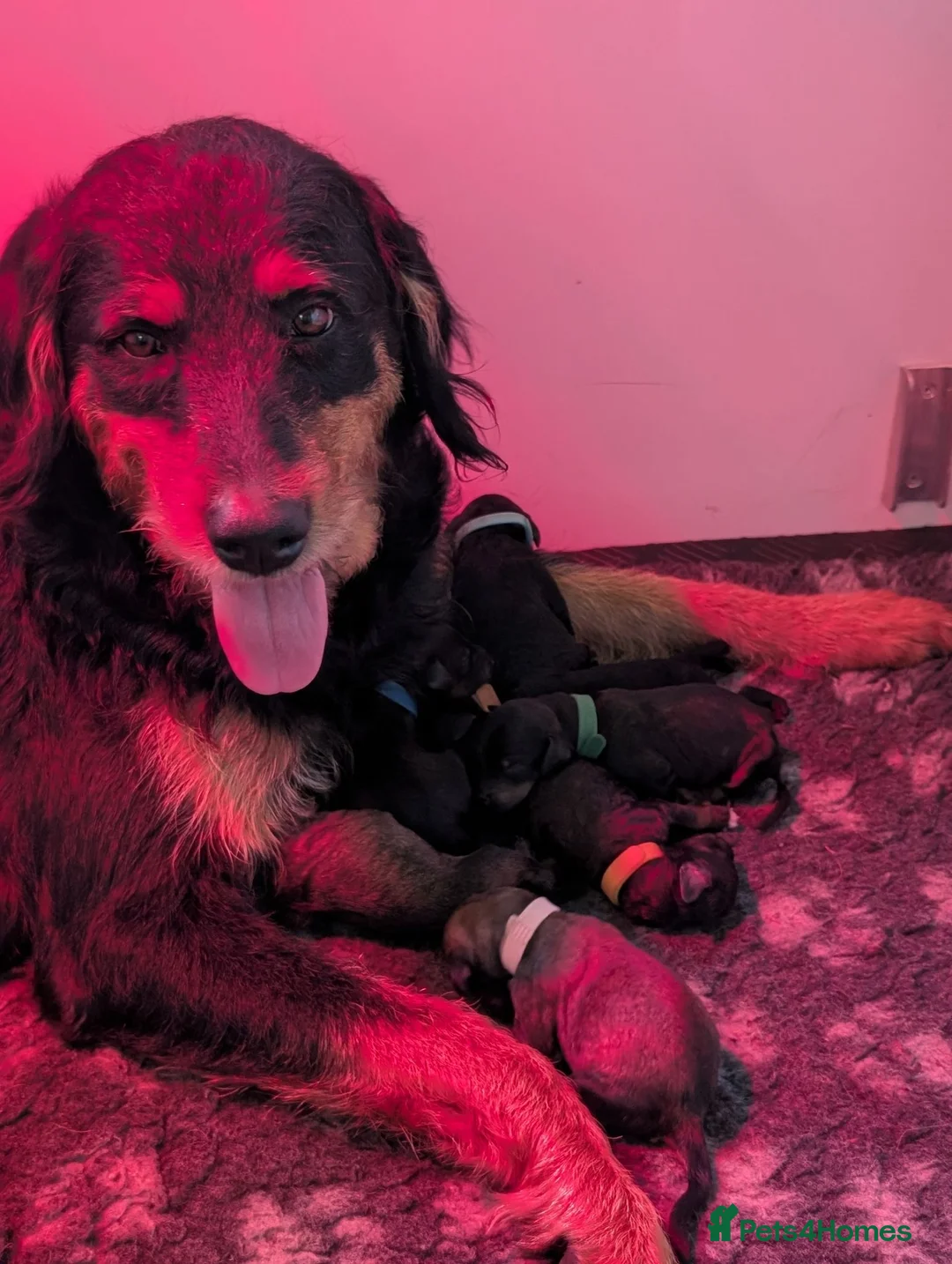 Mixed Breed dogs for sale: Rottweiler x standard poodle Rottle F1b - Advert 1