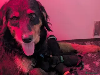 Mixed Breed dogs Rottweiler x standard poodle Rottle F1b - Advert 1