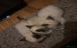 Ragdoll cats for sale: Seal Point Pedigree Ragdoll Kittens x 3 - Image 4