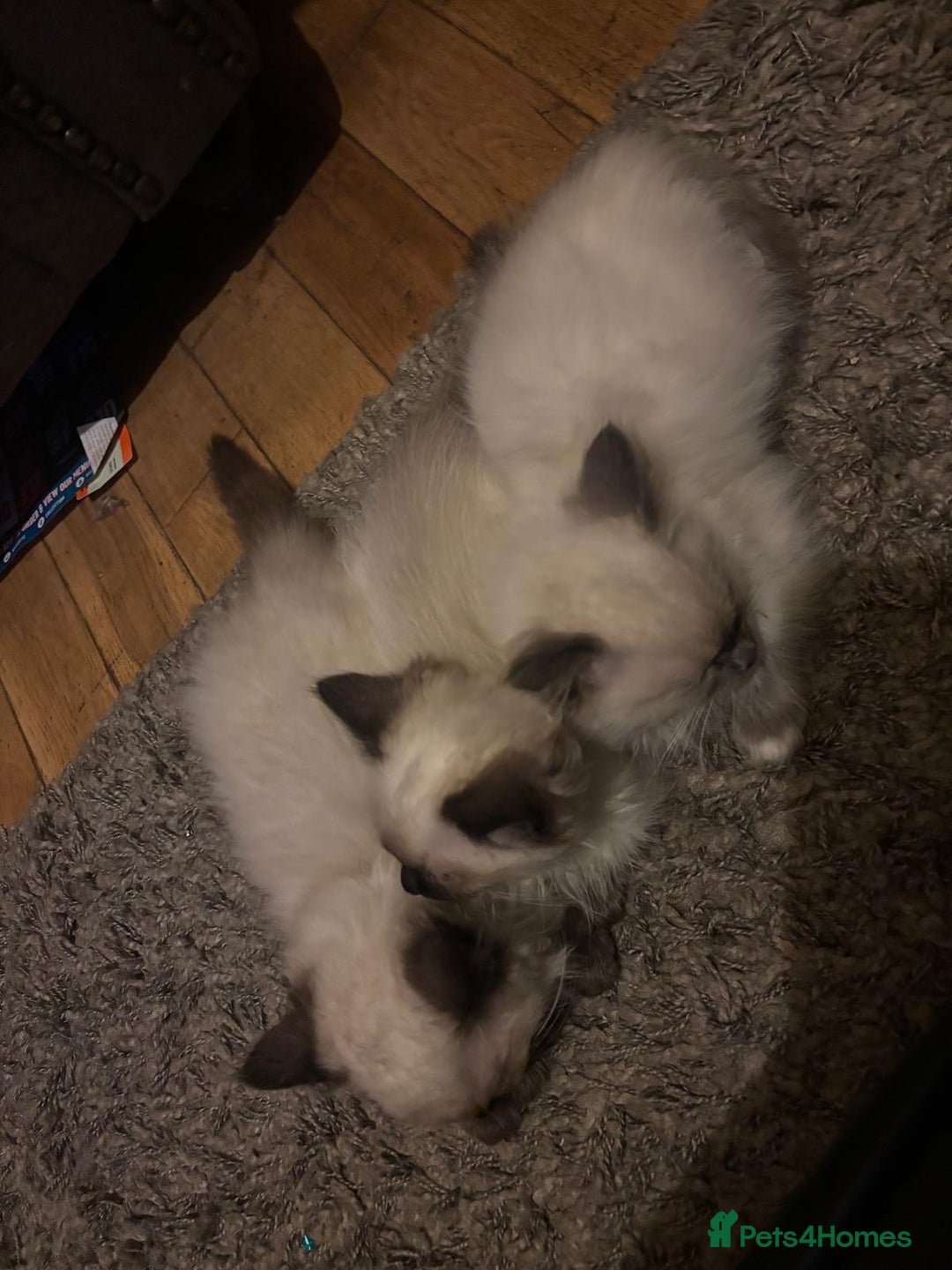 Ragdoll cats for sale: Seal Point Pedigree Ragdoll Kittens x 3 - Image 4