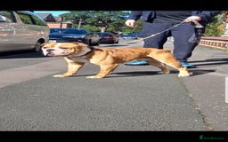 Olde English Bulldogge dogs for stud: Olde English bulldogge for stud  - Image 1