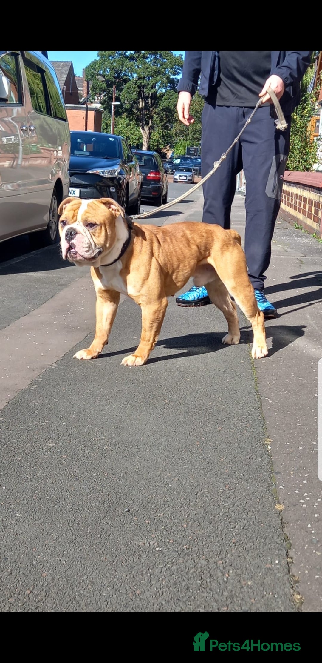 Olde English Bulldogge dogs for stud: Olde English bulldogge for stud  - Image 1