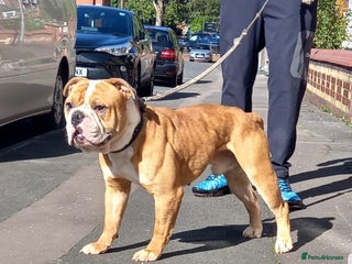 Olde English Bulldogge dogs - Advert 5