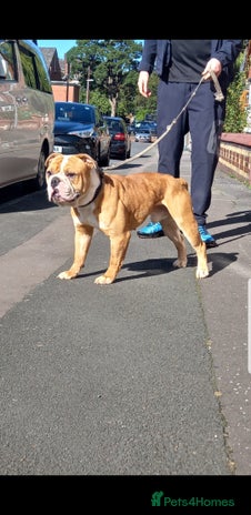 Olde English Bulldogge dogs Olde English bulldogge for stud - Advert 8