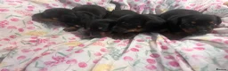 Jackshund dogs for sale: Jackhund puppies  - Advert 3