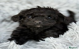 Cockapoo dogs for sale: Adorable Toy Cockapoos-Health Tested - Image 2