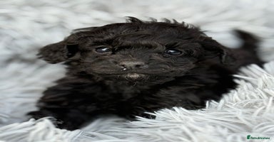 Cockapoo dogs - Advert 9
