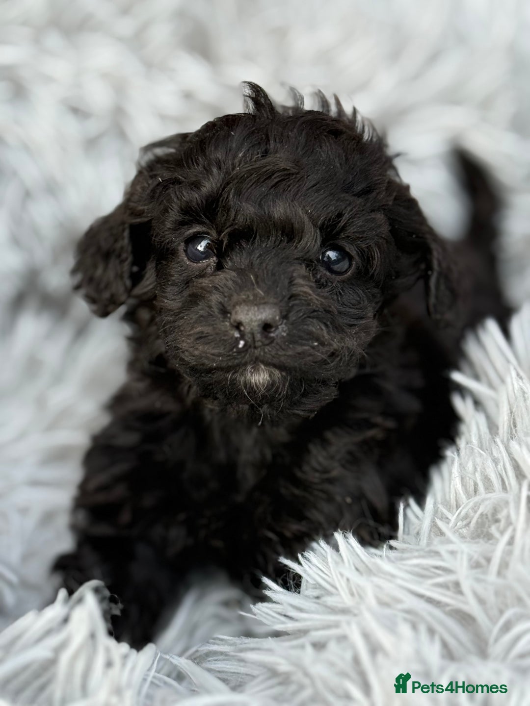 Cockapoo dogs for sale: Adorable Toy Cockapoos-Health Tested - Image 2