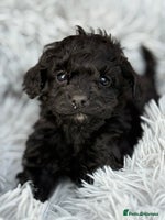 Cockapoo dogs - Advert 2