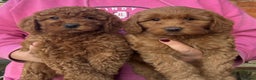 Labradoodle dogs for sale: Quality F1b Deep Red Miniature Labradoodles. - Advert 6