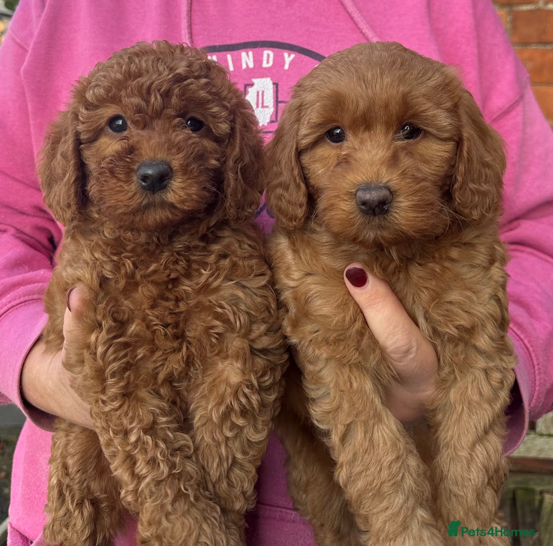 Labradoodle dogs for sale: Quality F1b Deep Red Miniature Labradoodles. - Advert 6