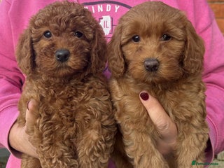 Labradoodle dogs Quality F1b Deep Red Miniature Labradoodles - Advert 16