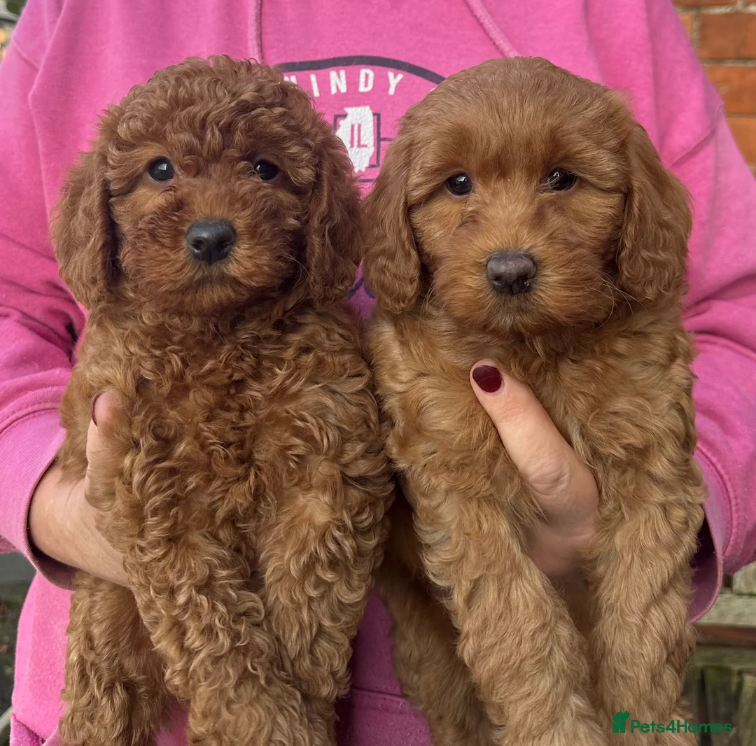 Labradoodle dogs for sale: Quality F1b Deep Red Miniature Labradoodles. - Advert 6