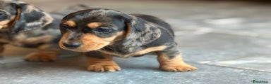 Miniature Dachshund Puppy 2