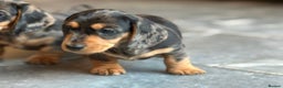 Miniature Dachshund dogs for sale: Kc reg miniature dachshund  - Advert 7