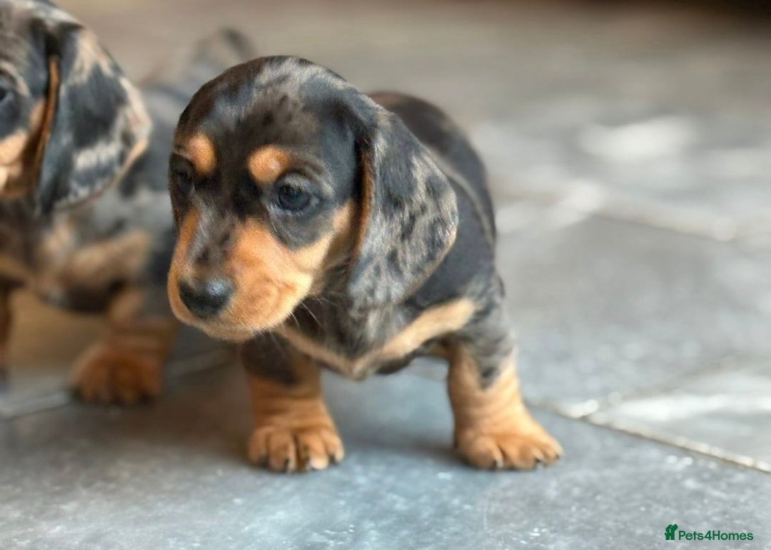 Miniature Dachshund dogs for sale: Kc reg miniature dachshund  - Advert 7