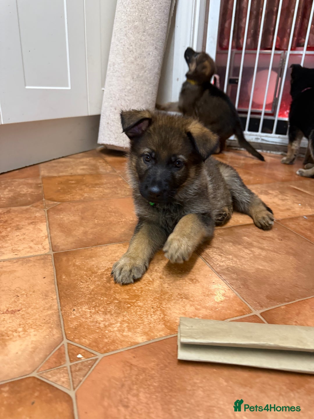 German Shepherd dogs for sale: KC Registered & Bred From Health Tested Parents  - Advert 33