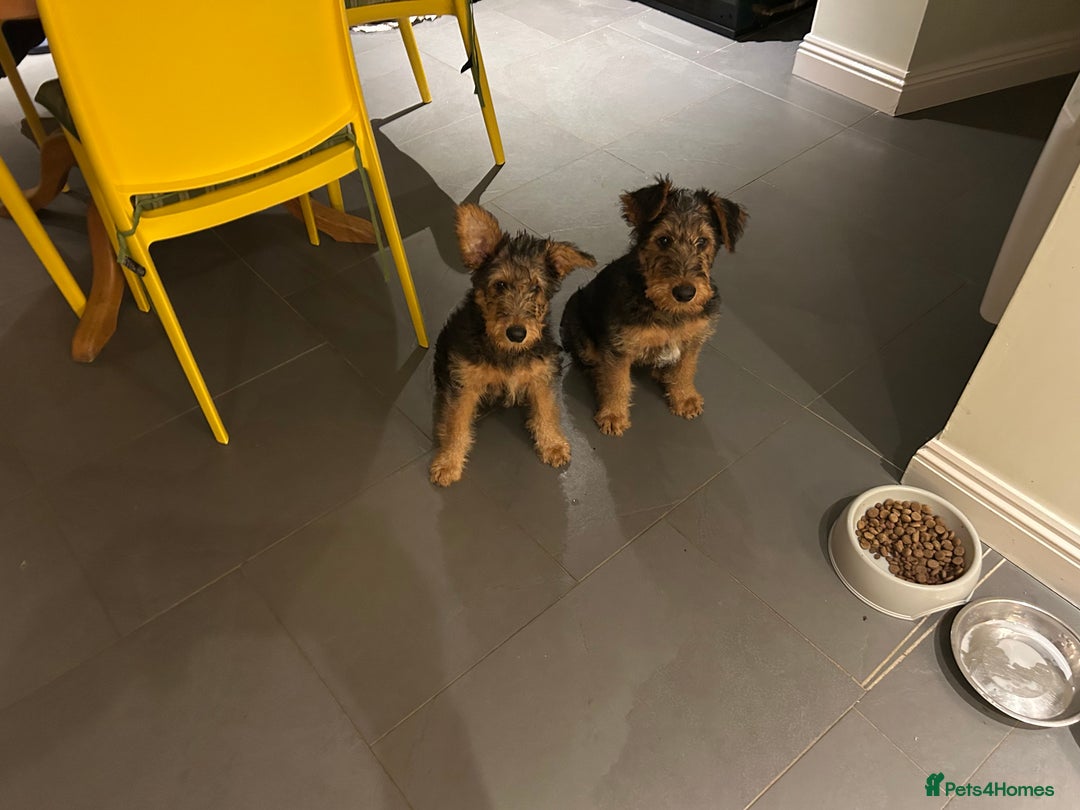 Airedale Terrier dogs for sale: Beautiful Airedale boy looking for his new home  - Advert 6