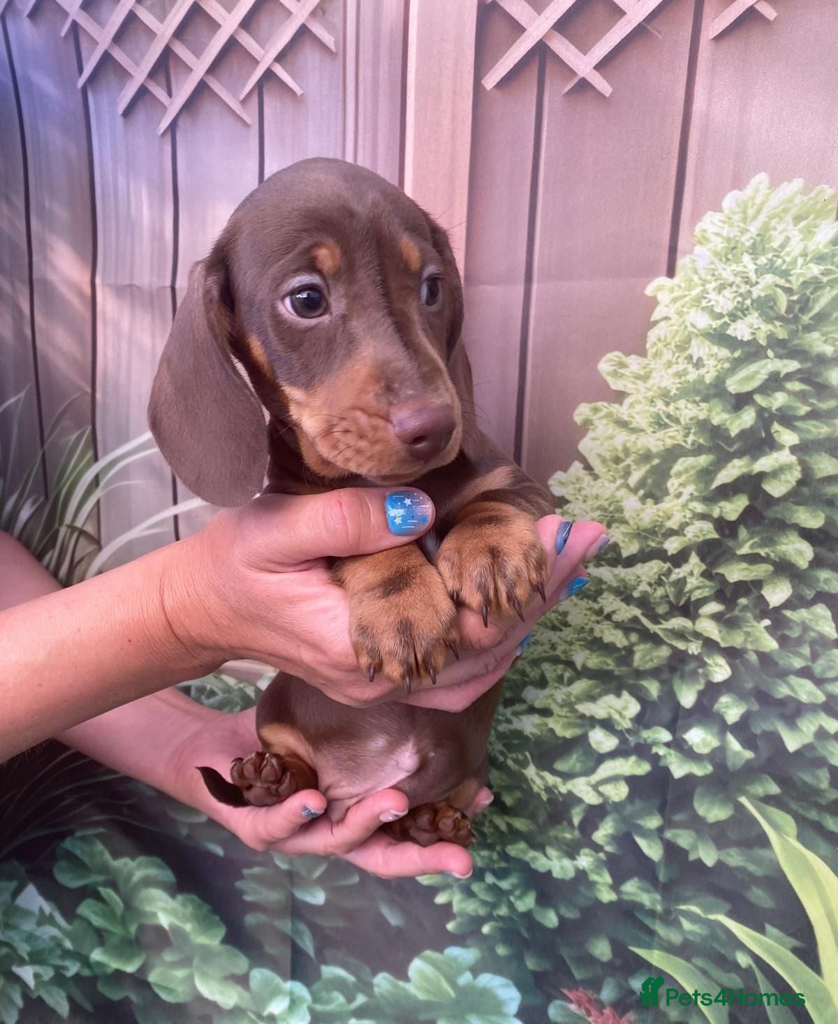 Dachshund dogs KC miniature smooth haired DNA tested dachshunds  - Advert 2