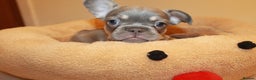 French Bulldog dogs for sale: ULTRA RARE - RAINBOW LITTER NON FLUFFY FRENCHIES - Advert 14