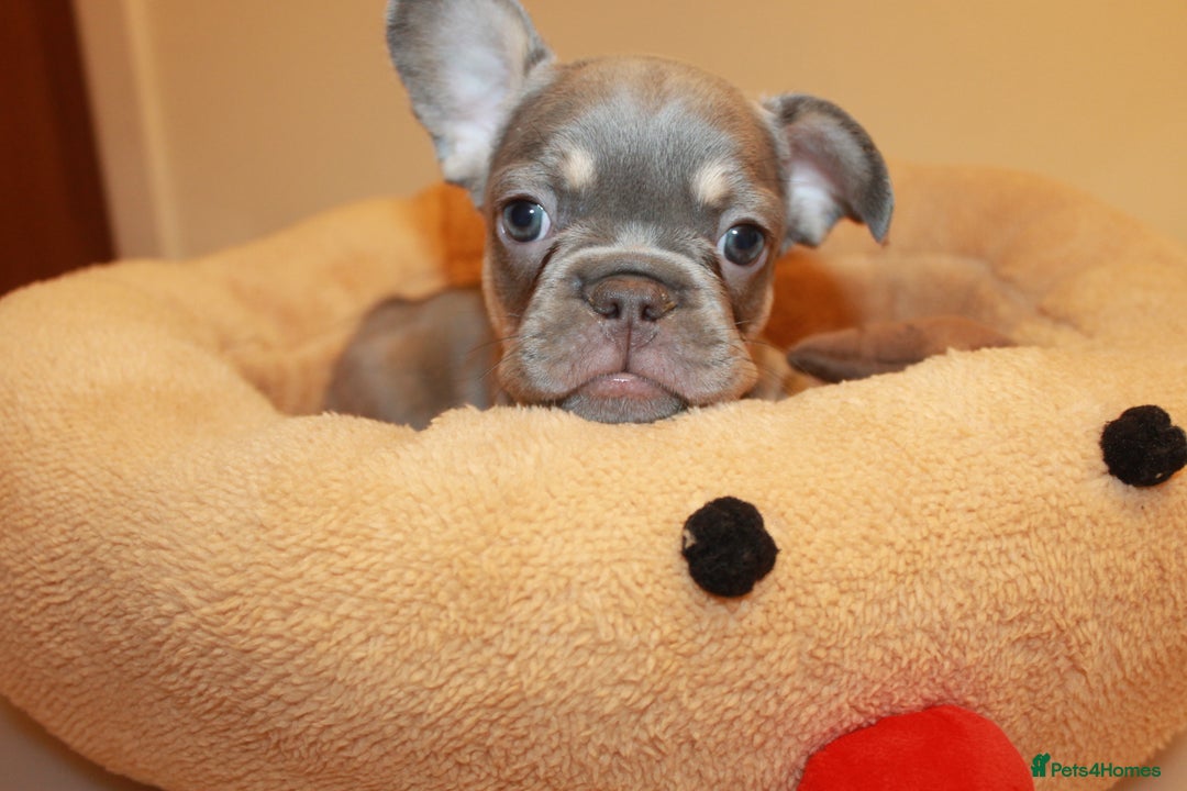 French Bulldog dogs for sale: ULTRA RARE - RAINBOW LITTER NON FLUFFY FRENCHIES - Advert 14