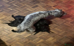 Miniature Schnauzer dogs for sale: KC miniature schnauzer (house trained) - Image 11